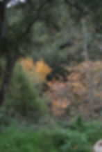 Autumn Color