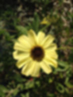 Encelia californica 'Paleo Yellow'
