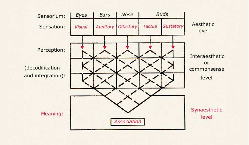 Diagram of Synesthesia from (http://www.doctorhugo.org/synaesthesia/art/)