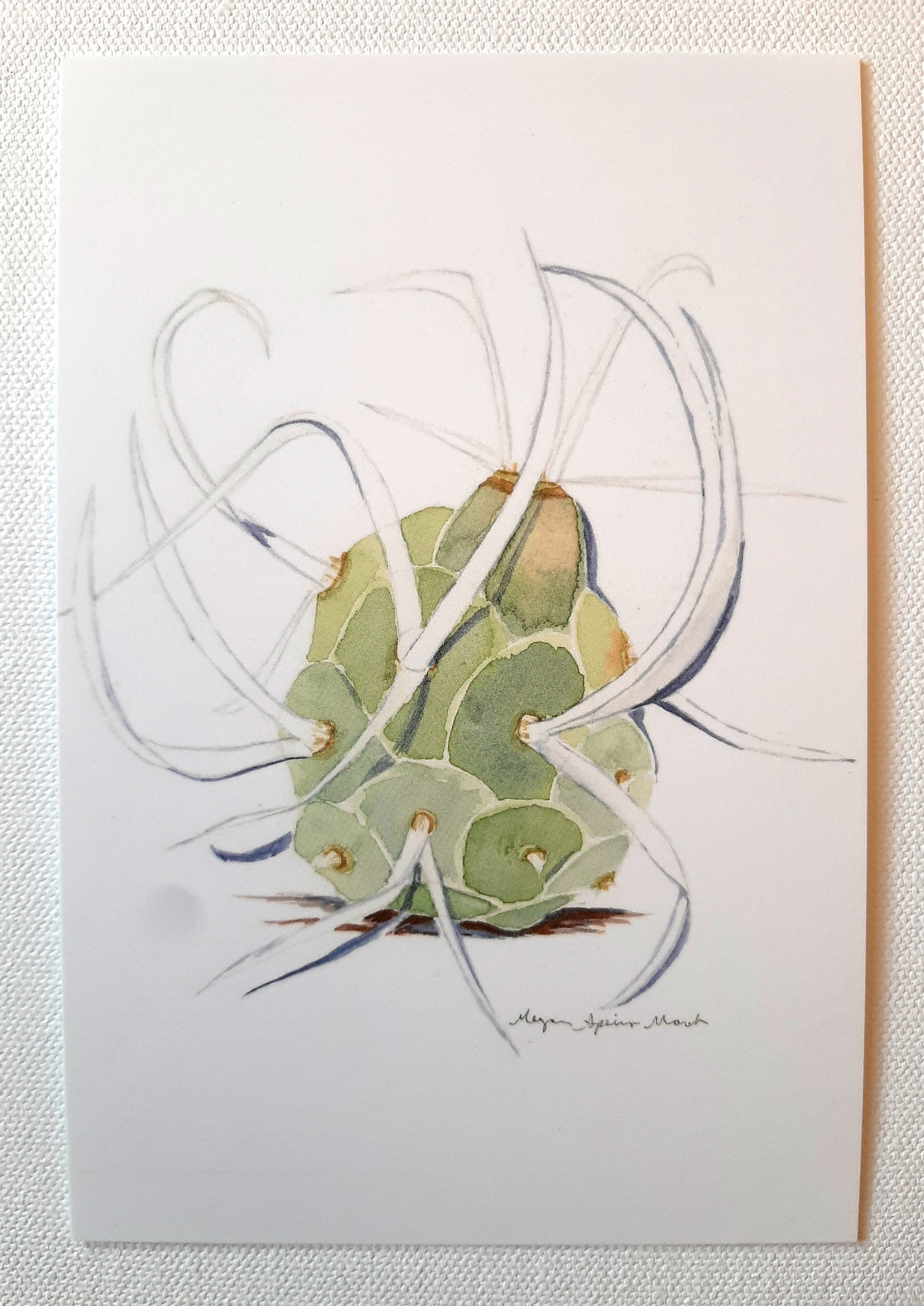 Paper Spine Cactus - Postcard