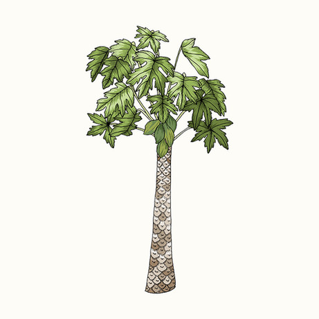 Alex's Papaya Tree