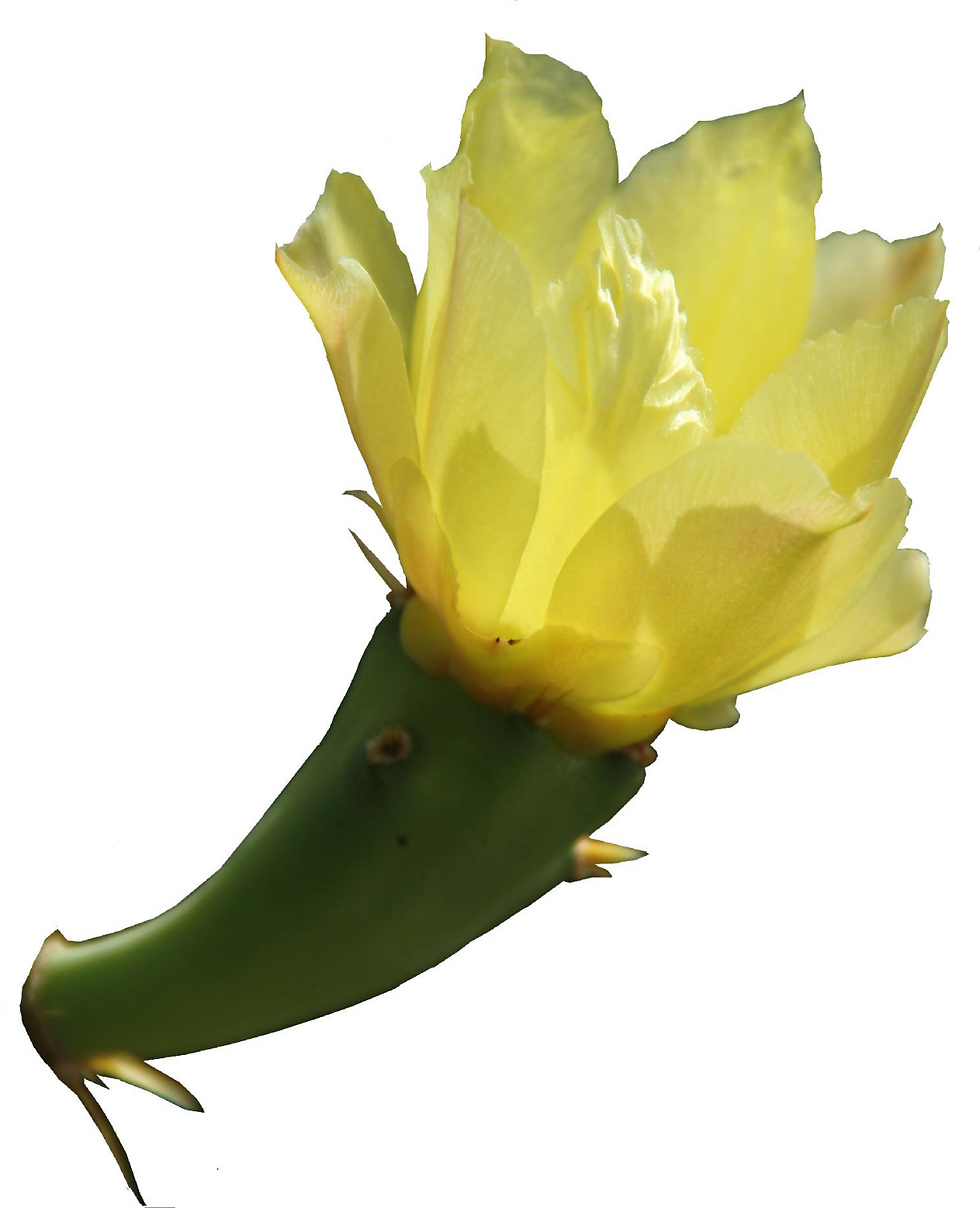 仙人掌花