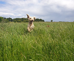 DOOD AT NEWHAILES.jpg