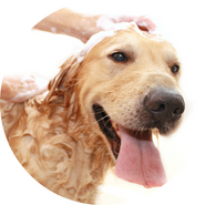Dog Wash Station