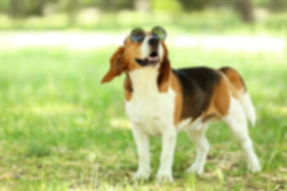 AdobeStock_213118468.jpeg
