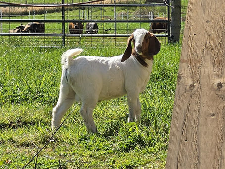 Meet Halsin, our Boer Buckling