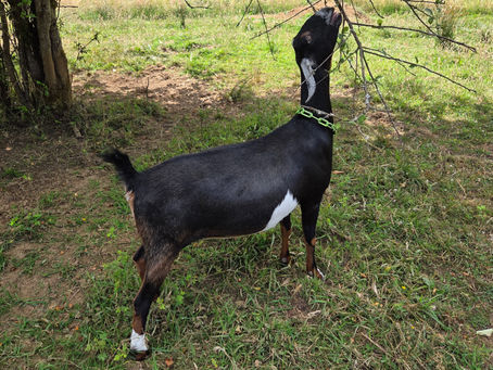 Baby goat season expected to start around Christmas 2026