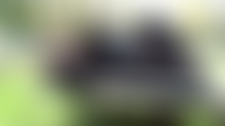 Un oso se vuelve famoso por pintar obras de arte