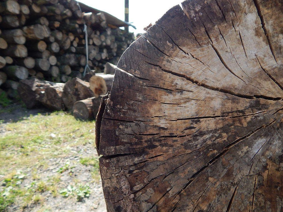 Native Timber