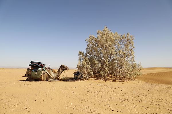285_octobre_2020_maroc (454).JPG
