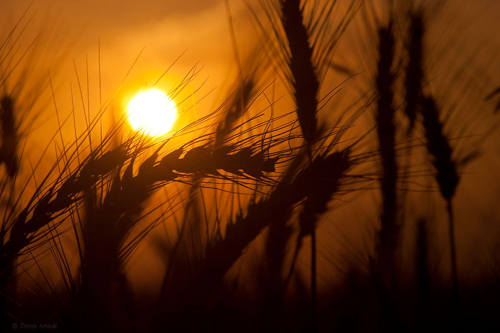 Sheaves and sun