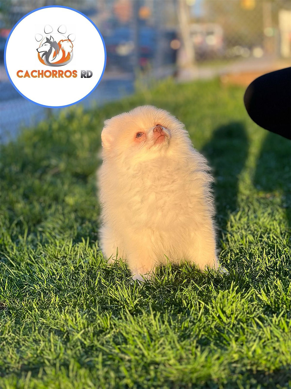 Miniatura: Cotton - Pomerania Macho