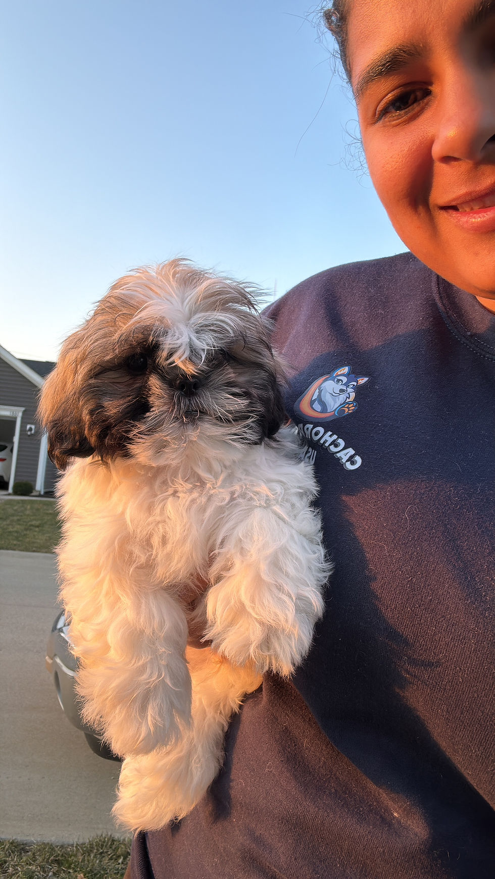 Thumbnail: Milo - Shih Tzu