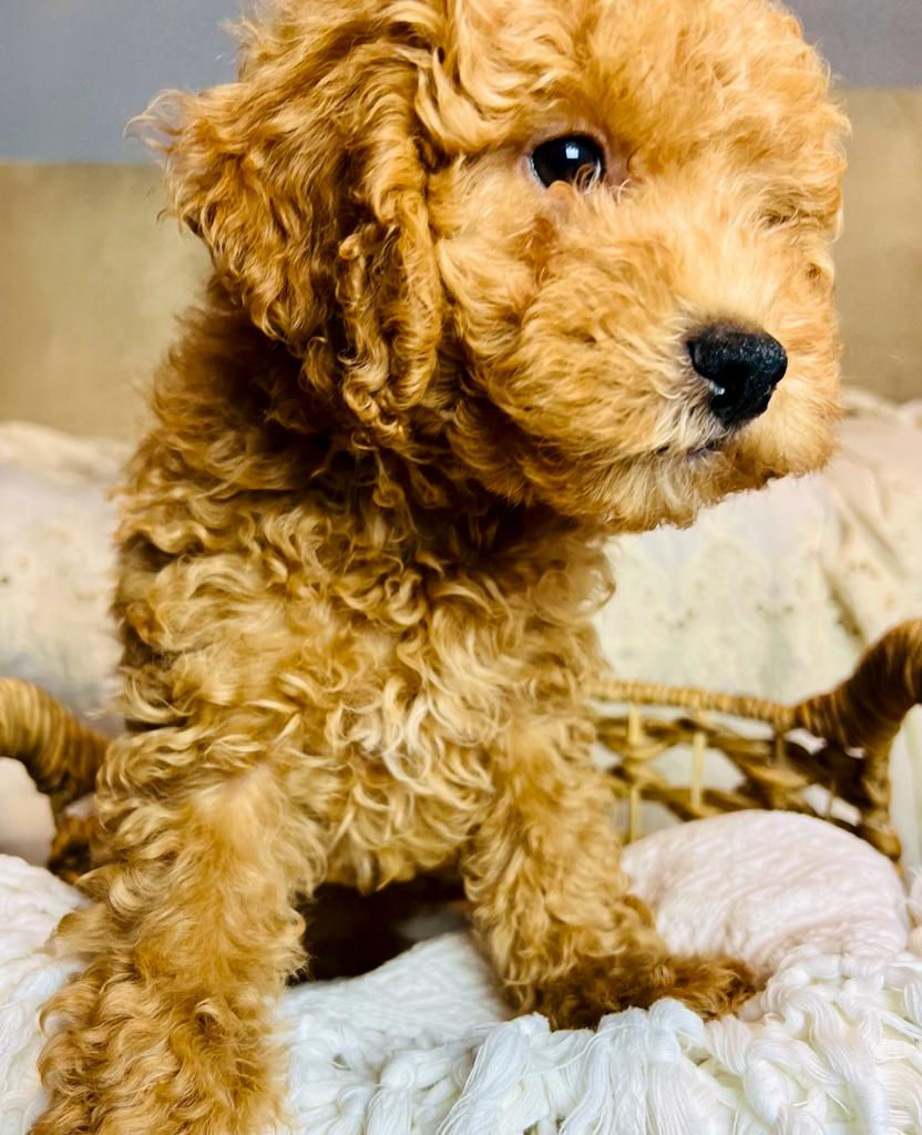 Thumbnail: Ruby. Toy Poodle