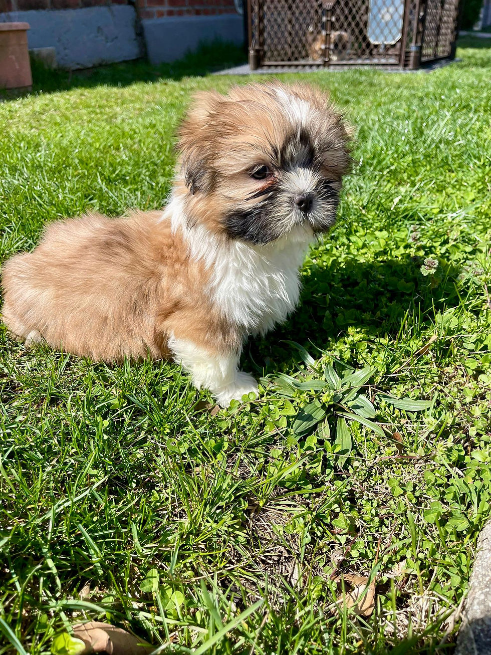 Thumbnail: Shih Tzu