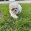 Miniatura: Tiny - Shih Tzu