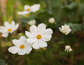 Pretty white flowers