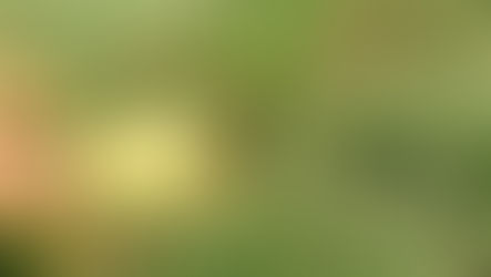Achieve Healthy Turf with Effective Pest Control Solutions