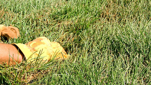Achieve Healthy Turf with Effective Pest Control Solutions