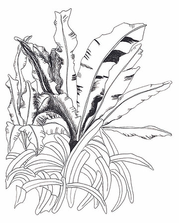 a3 screen print leaves layer.jpg