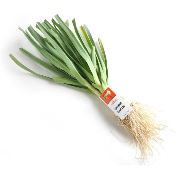 Garlic (Spring)