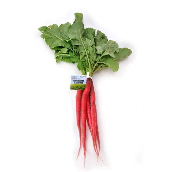 Radish (Cincinnati)