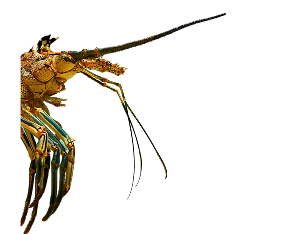 Untitled design (12).png