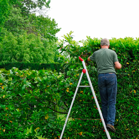 Perfect Timing: Mastering the Art of Laurel Hedge Trimming