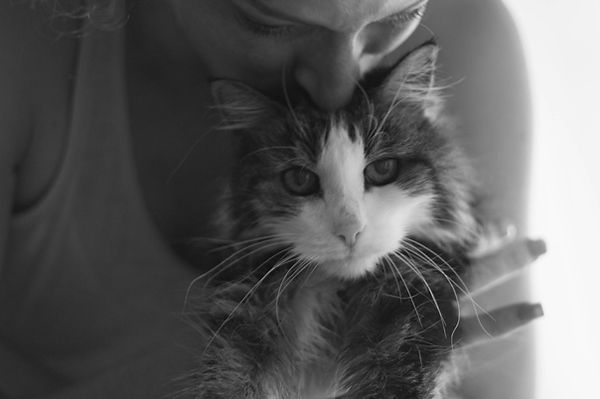 Pepper an elderly long hair cat with Penny kisses