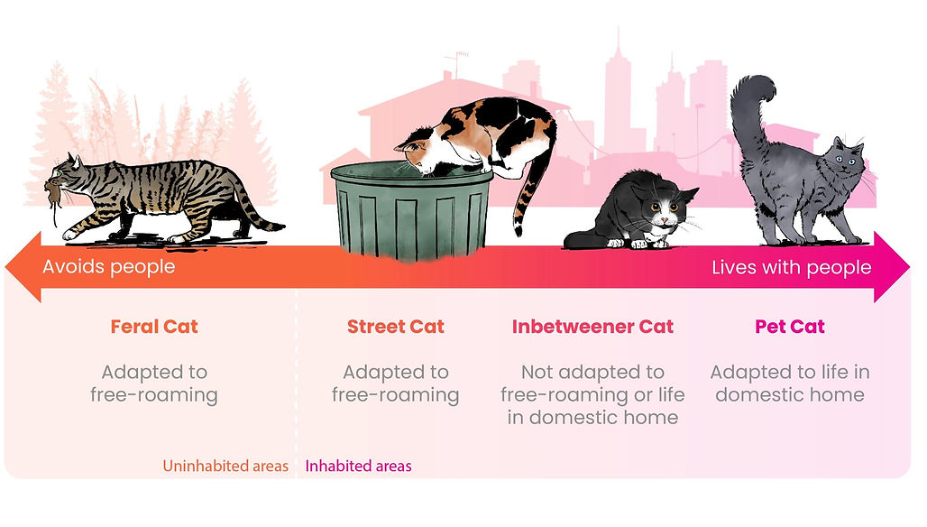 icatcare cat lifestyle infographic
