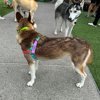 Harness.jpg