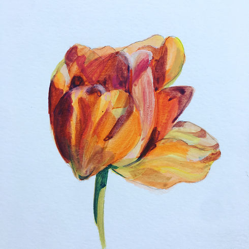 orange tulip.JPG