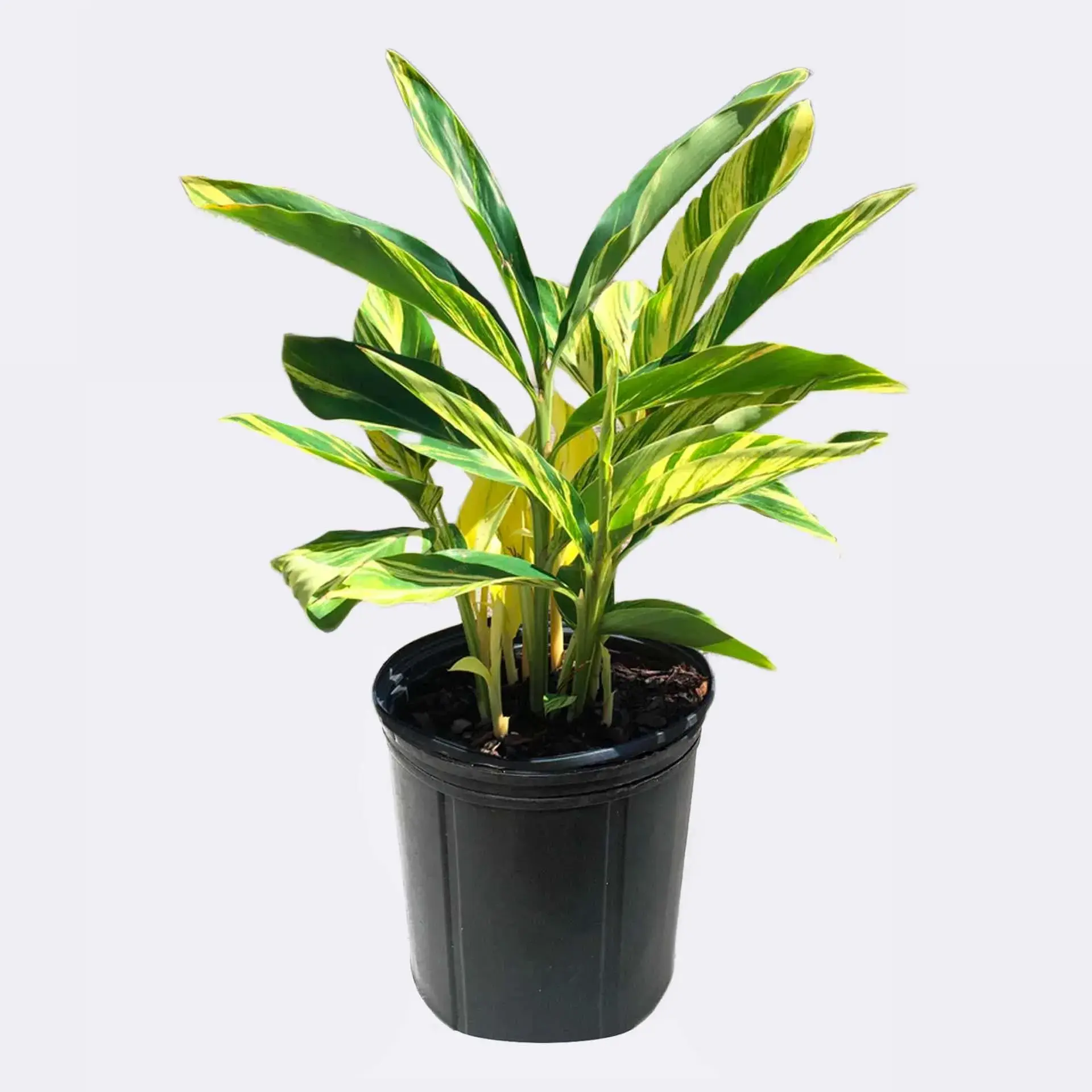 Ginger (Variegated Tropical) 8"