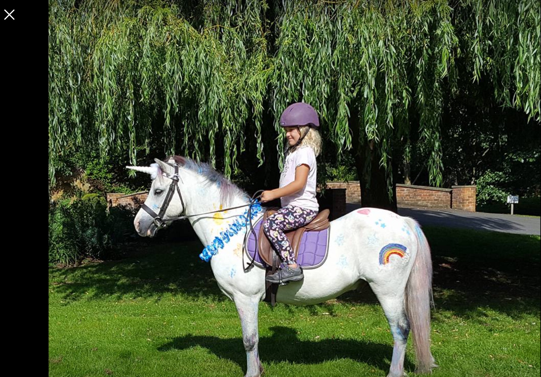 pony1