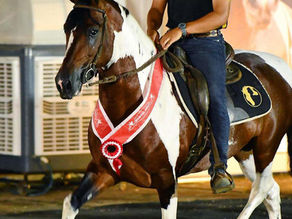 Cavaleiros de Jaguariúna brilham na Expo Nacional do Cavalo Mangalarga