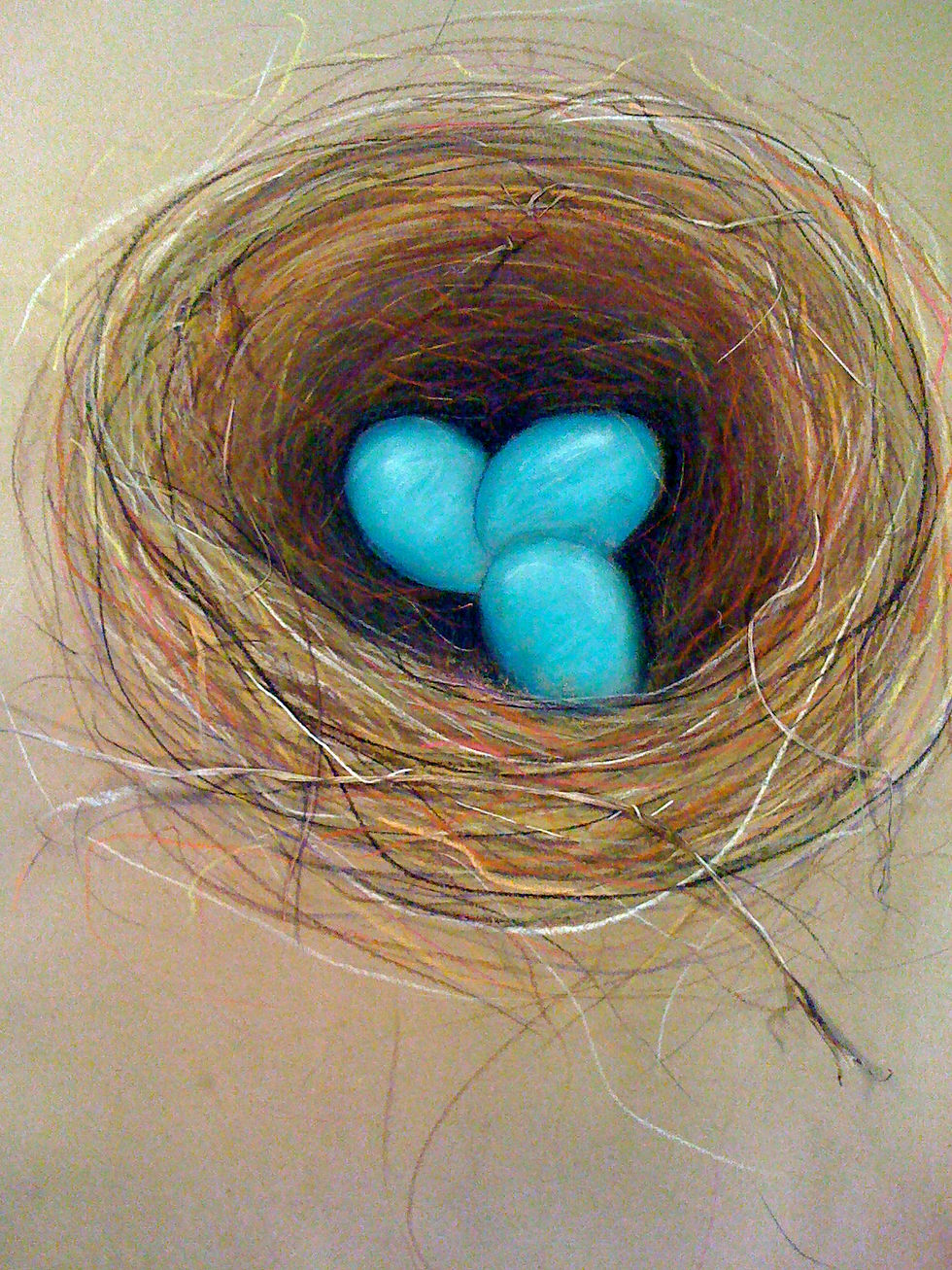Robin Nest