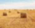 brown hays under blue sky during daytime_edited.png