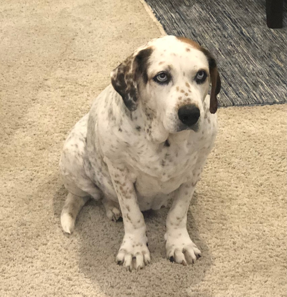 Georgie.jpeg