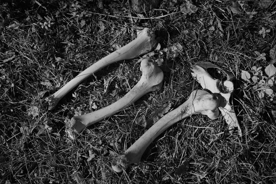 A meadow suspended in silence — nearlism photography