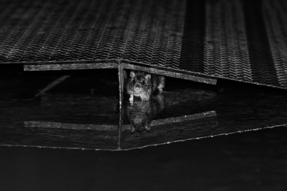 Monochrome photograph of a Tokyo street rat pausing mid-step with wary eyes — nearlism photography