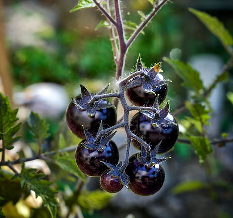 Villa Brännugnen, black tomatoes in the garden, photo by Lina Eriksson