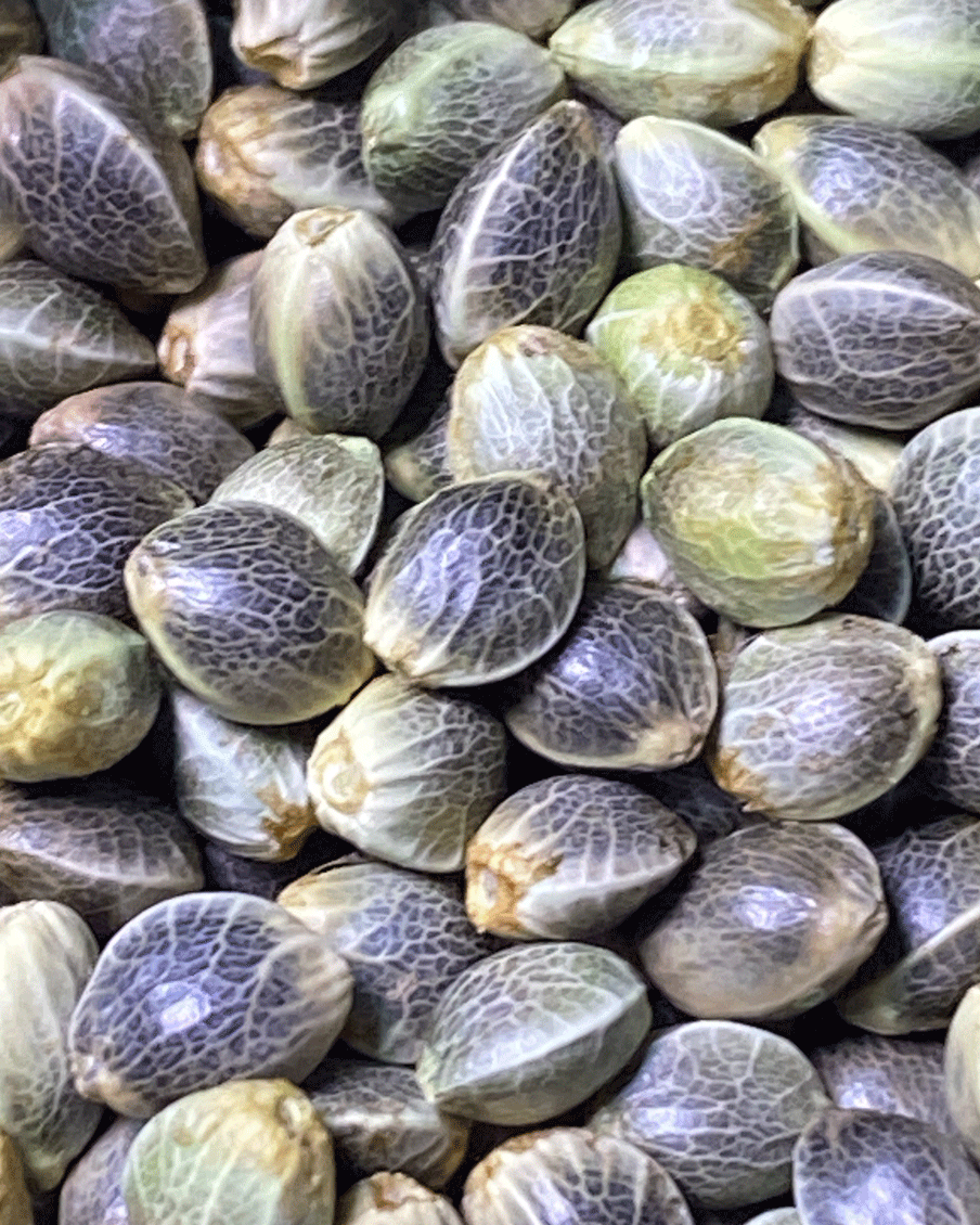wholeplantfarm.com.gif