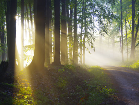 A quiet path through a forest in early morning light, with sunlight filtering through the trees. The image evokes reflection, change, and the gentle process of moving through life's challenges.