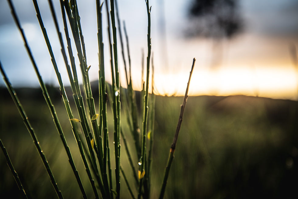 liseux