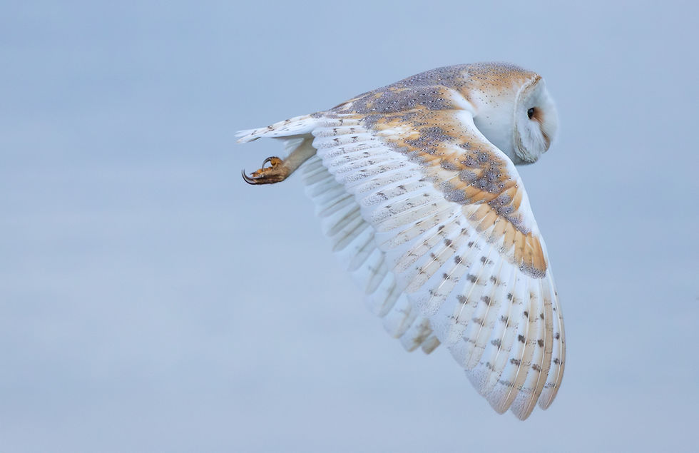 Wildlife