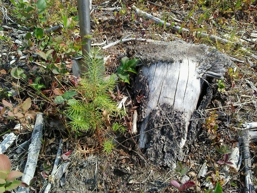 A healthy seedling planted early 2025