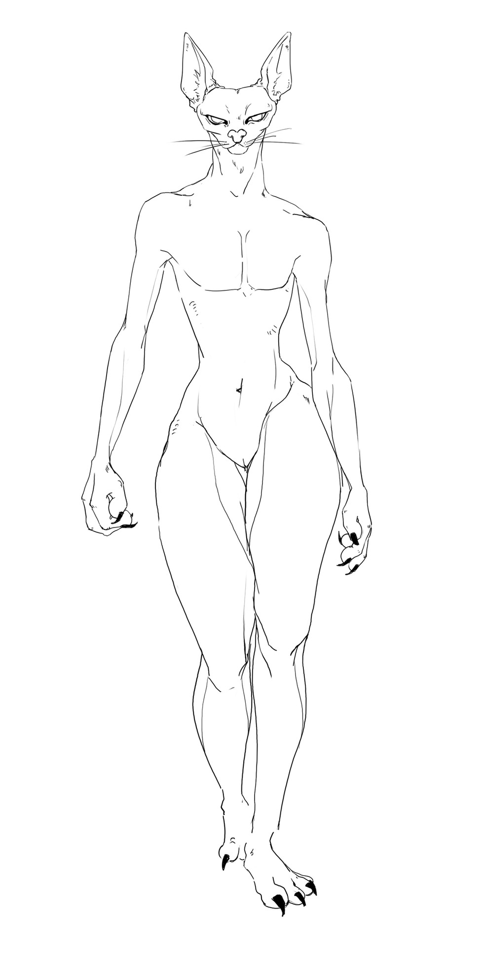 Cat Walk Anatomy