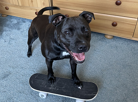 Your talented dog