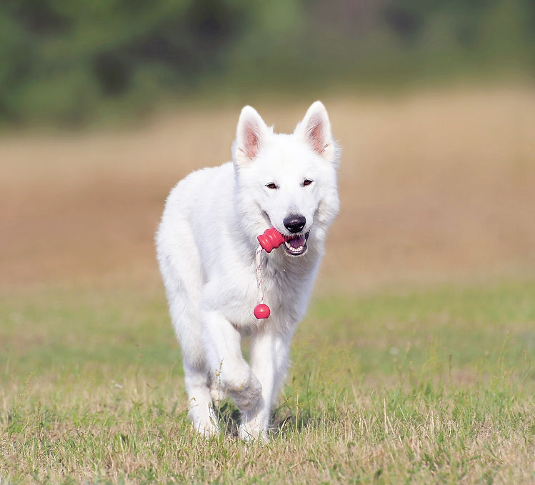 Dog Running_edited.jpg