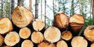 EPA speaks against illicit tree harvesting